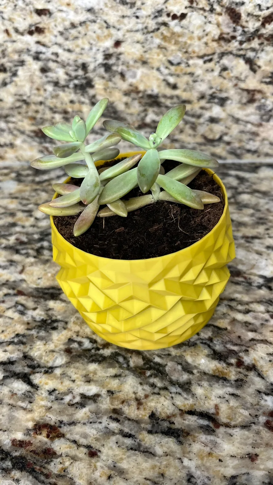 Yellow low-poly geometric 3D printed succulent planter by Nox Print